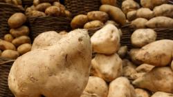 White sweet potatoes display